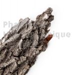 Quercus pedonculata (écorce de racine) bourgeon - chêne